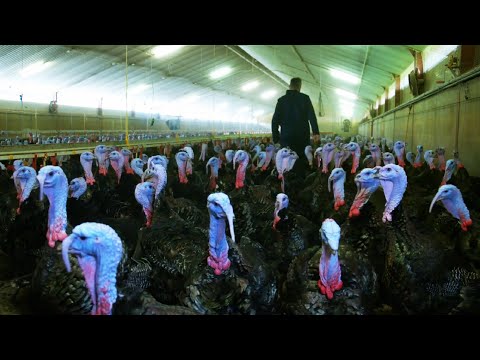 , title : 'Incredible Poultry Farm Technology Produces Million Turkeys 🍗 - Modern Turkey processing Factory'