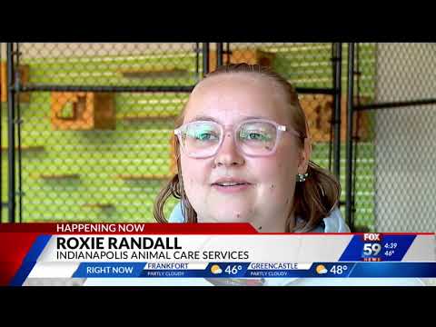 Animals caged in hallways as Indiana shelters run out of space