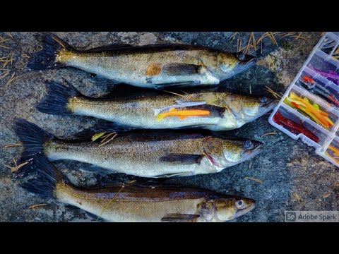 RANNALTA RYTISEE | KUHAA JIGILLÄ SYKSYLLÄ | ERITTÄIN ONNISTUNUT RANTAKALASTUS REISSU!