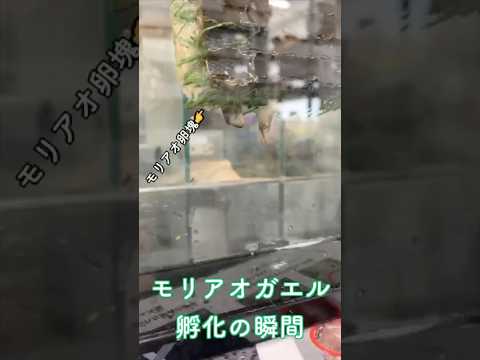バイオデータサイエンス学科 モリアオガエルの卵が孵化する瞬間【自然観察ショート】