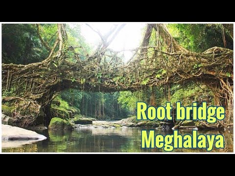 Natural Living Root Bridge of Cherrapunj