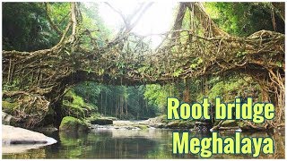 preview picture of video 'Natural Living Root Bridge of Cherrapunji in Meghalaya'