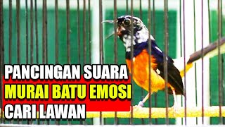 Download lagu BLOROK RUMPED SHAMA SOUND mp3