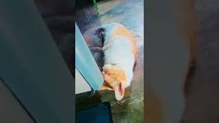 Download lagu ihh ko sembunyii siii,malu yaaa😆#fypシ゚viral#fypage#catcute#catlovers#likee#subscribemychannel#fypシ# mp3