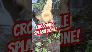 Download lagu Crocodile Splash Zone! #shortsfeed #crocodile #youtubeshorts mp3