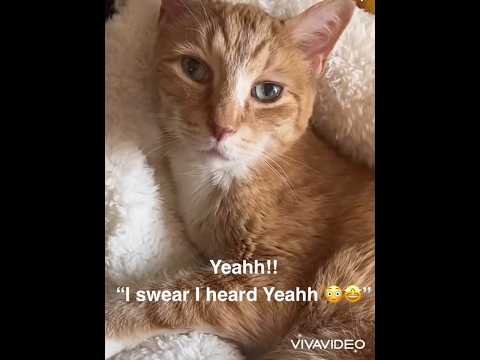 I swear I heard him say Yeah 😍🥰😍🥰