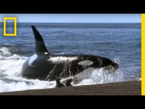 Killer Whale vs. Sea Lion | National Geographic