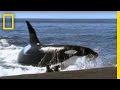 Killer Whale Vs Sea Lion National Geographic