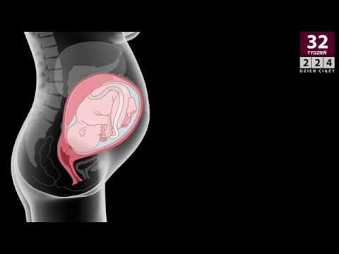 Kalendarz ciąży - 32 tydzień ciąży (34 tydzień od ostatniej miesiączki)