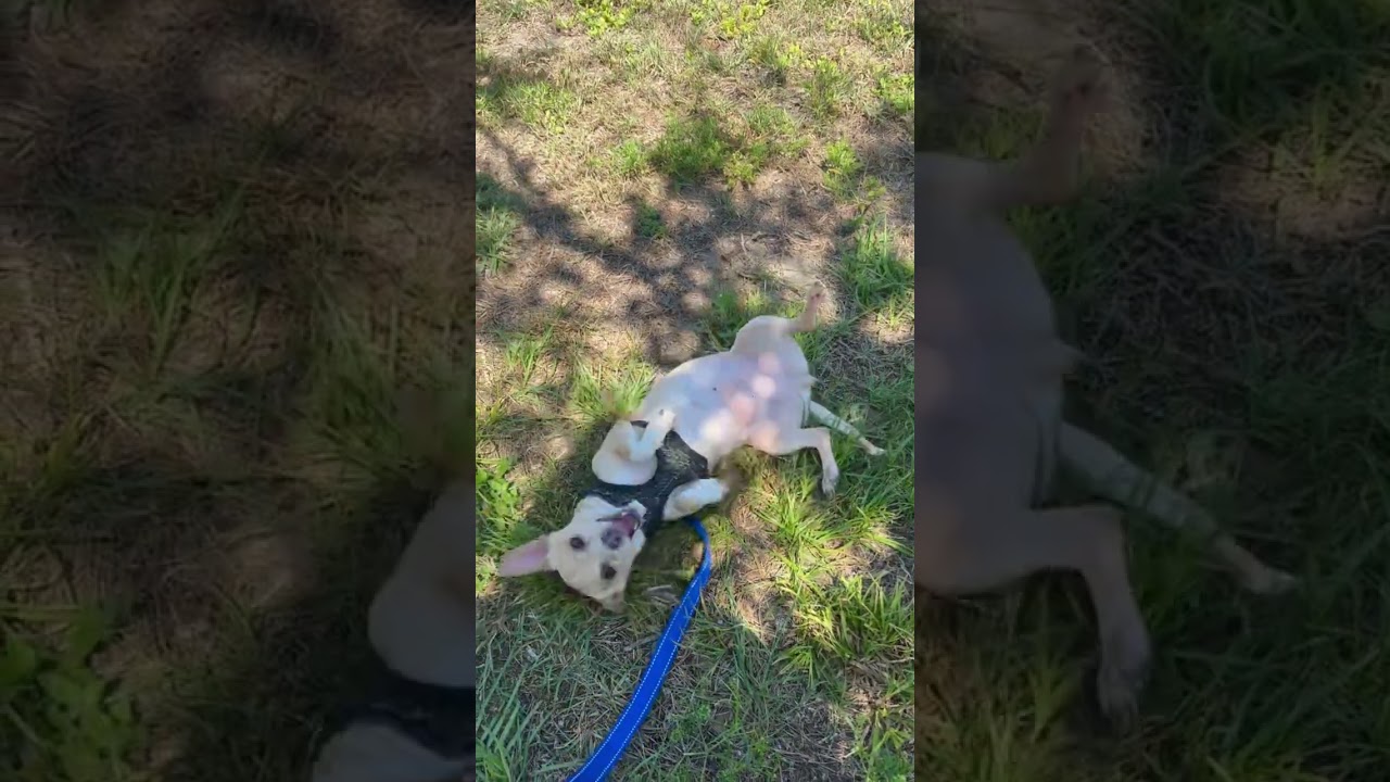Enlarge Lulu, a ADOPTABLE Chihuahua in Winter Haven, FL video 3/3