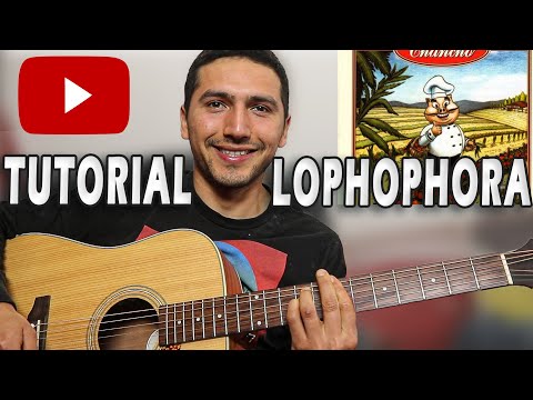 Lophopora - Chancho en Piedra