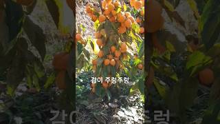 Download lagu 감나무:살려줘... #산골생활 #과수원#감나무 mp3
