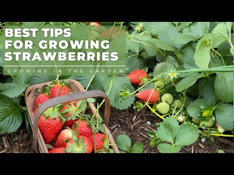 YouTube video about: When to plant strawberries in idaho?