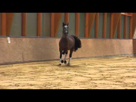 Verkaufspferd - LA Los Angeles Rosenkönig Feb 3