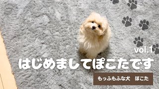 【はじめまして】ぽこたのモーニングルーティン