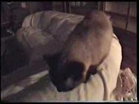 Siamese Cat  Saki - 24 years old before he passed away.