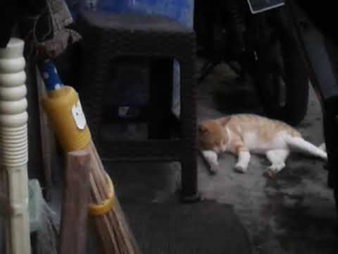 Kucing...hidup nyantai..