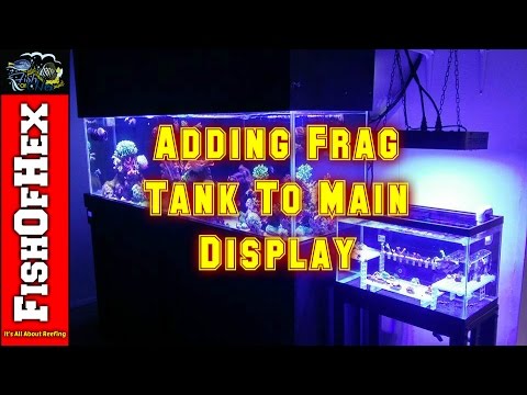 Adding Frag Tank To Main Display | Reef Tank