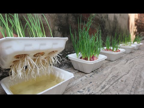 , title : 'Brilliant idea | How to grow Onions & Garlic in Styrofoam Box for beginners'