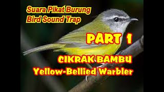 Download lagu SUARA PIKAT BURUNG CIKRAK BAMBU | JANTAN DAN BETINA | YELLOW-BELLIED WARBLER BIRD SOUND FOR TRAP mp3