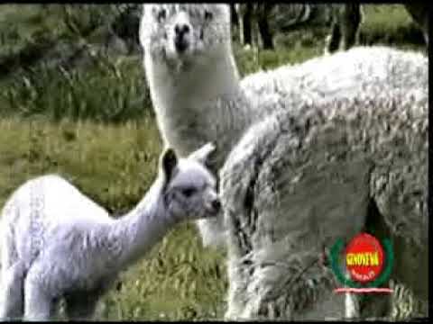 Mi hija adorada - El Alacrán Geroncio