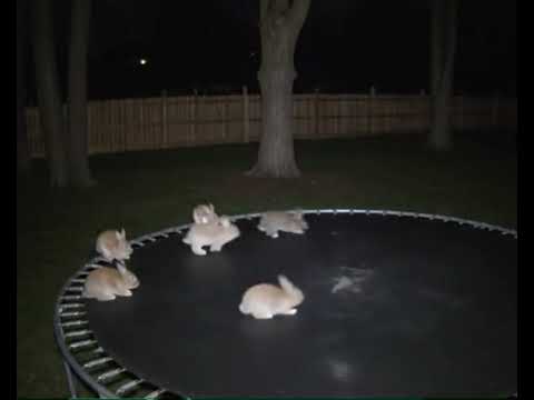 Bunnies Escape and Bounce on Trampoline – Caught on Camera ( Real or not? Tell me what you think) 