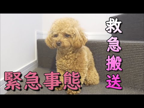 私の犬がどこからともなく痛みの叫び声を上げます - 一体何が原因でしょうか?