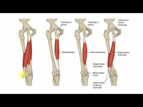hamstring muscles in 5 minutes