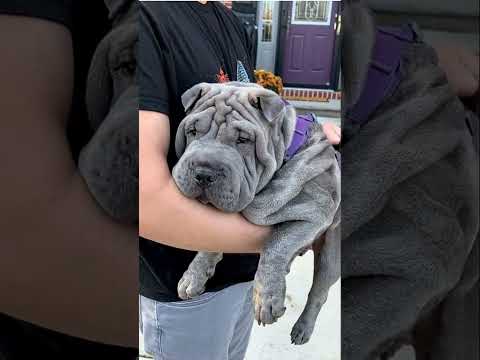 Zen Master Blue Shar-Pei Is So Chill 😴 #zen #dog