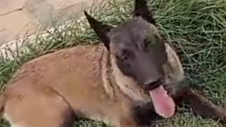 جولة رائعة في المزرعة Grande passeio pela fazenda