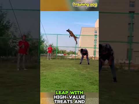 ❤️Distance jump training💯♨️#dogs #dog #dogshorts #doglife #pets #puppy #germanshepherd #k9 #pet