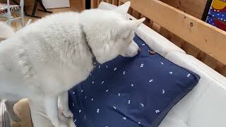 Hiding Treats On My Husky Went As Expected..