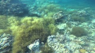preview picture of video 'Test Underwater Video - GoPro Hero 4: Snorkeling Anilao, Mabini, Batangas'