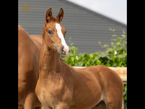 SOLD: Stallion 2021 - Sir Donnerhall x Apache x Fürst Heinrich