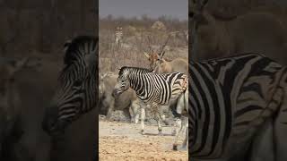 Download lagu Etosha's Gentle Giant: Eland Bull Commands Respect Among the Zebras mp3