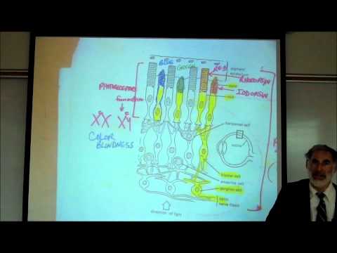 EYES; the Anatomy & Physiology of VISION by Professor fink