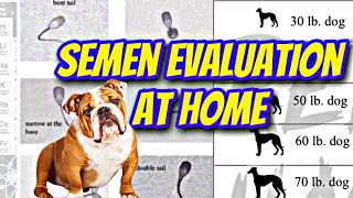 Getting a sperm count at home! For your dogs.