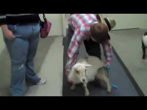 Goat Prank on Darius Rucker (Columbus, GA)