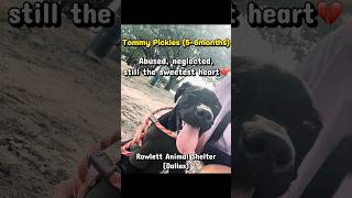 Video preview image #1 Labrador Retriever-Unknown Mix Puppy For Sale in Rowlett, TX, USA