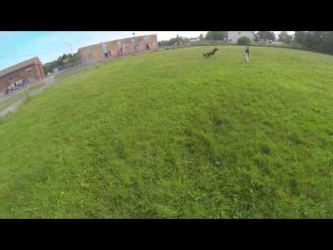 Thor Leaps Over Karma for the Chuck It Ball