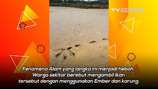 Ribuan Ikan Terdampar di Pantai Nambo Kendari Jadi Rebutan Warga