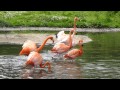 Caribbean Flamingo Fight