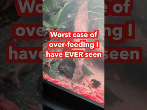 What happens when you OVERFEED fish tank? ☠️