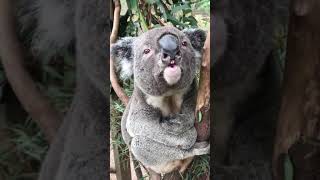 Download lagu Suara #koala 👂 sungguh menakjubkan mp3