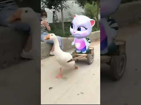 Talking cat comedy videos #talkingcat