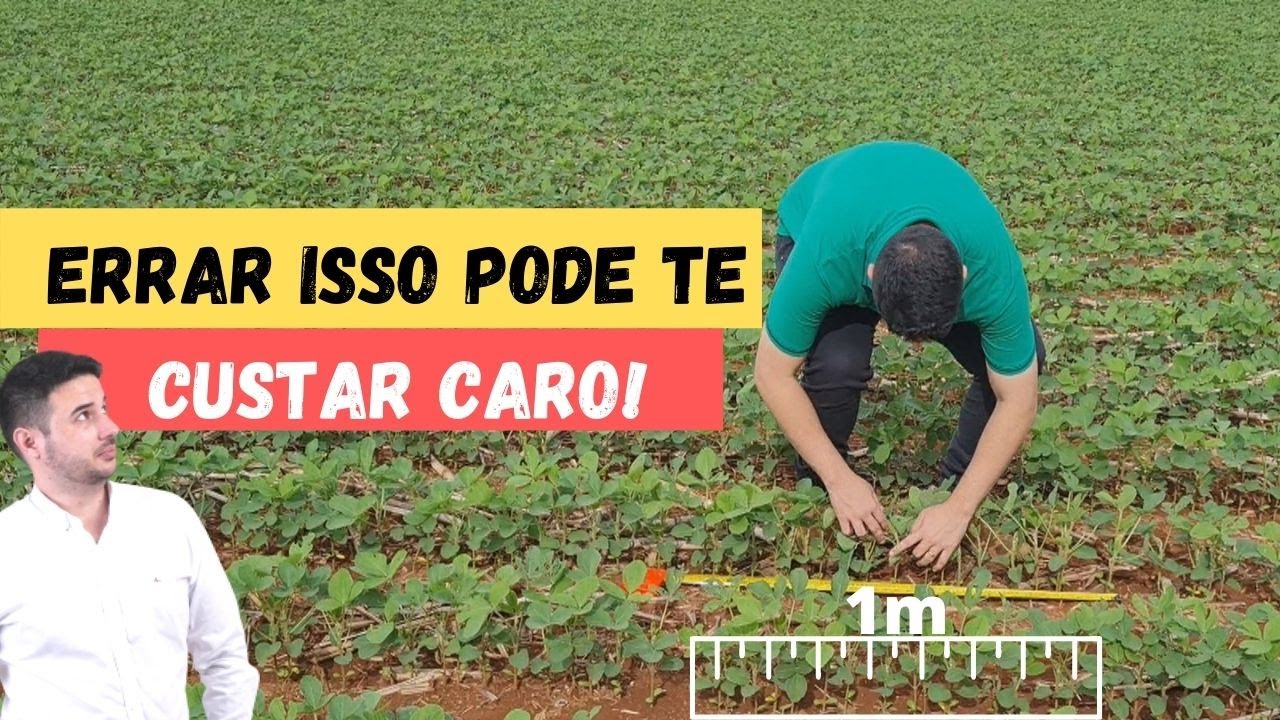 Como saber quantas plantas de soja tem em 1 hectare? Como saber população de plantas de soja?
