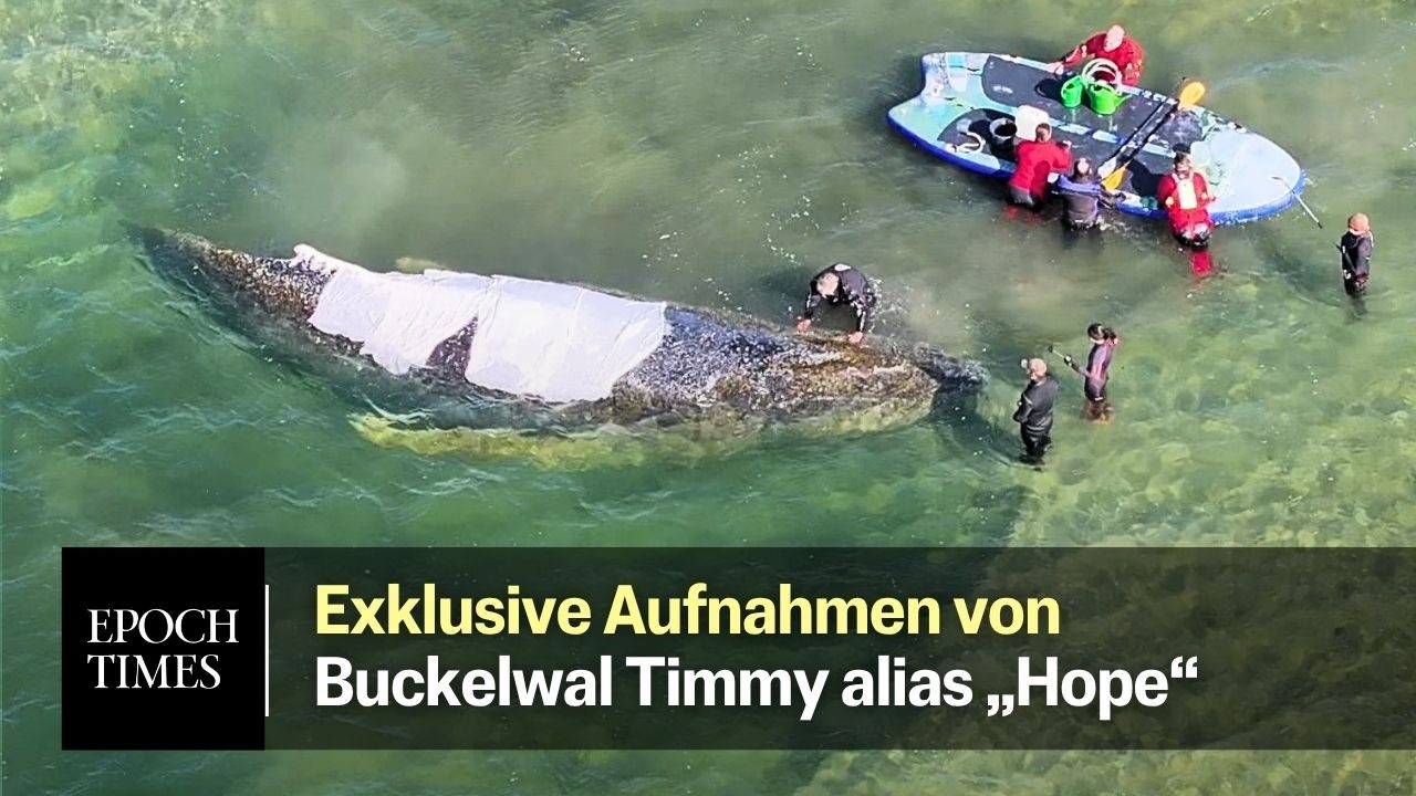 EXKLUSIVE Aufnahmen vom Buckelwal Timmy alias „Hope“ und dem Helferteam im Einsatz [Lange Fassung]