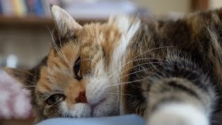 Dali's Car - If You Go Away