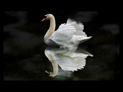 The Swan/Le Cygne  Camille Saint-Saens