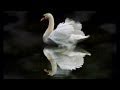 The Swan/Le Cygne Camille Saint-Saens 